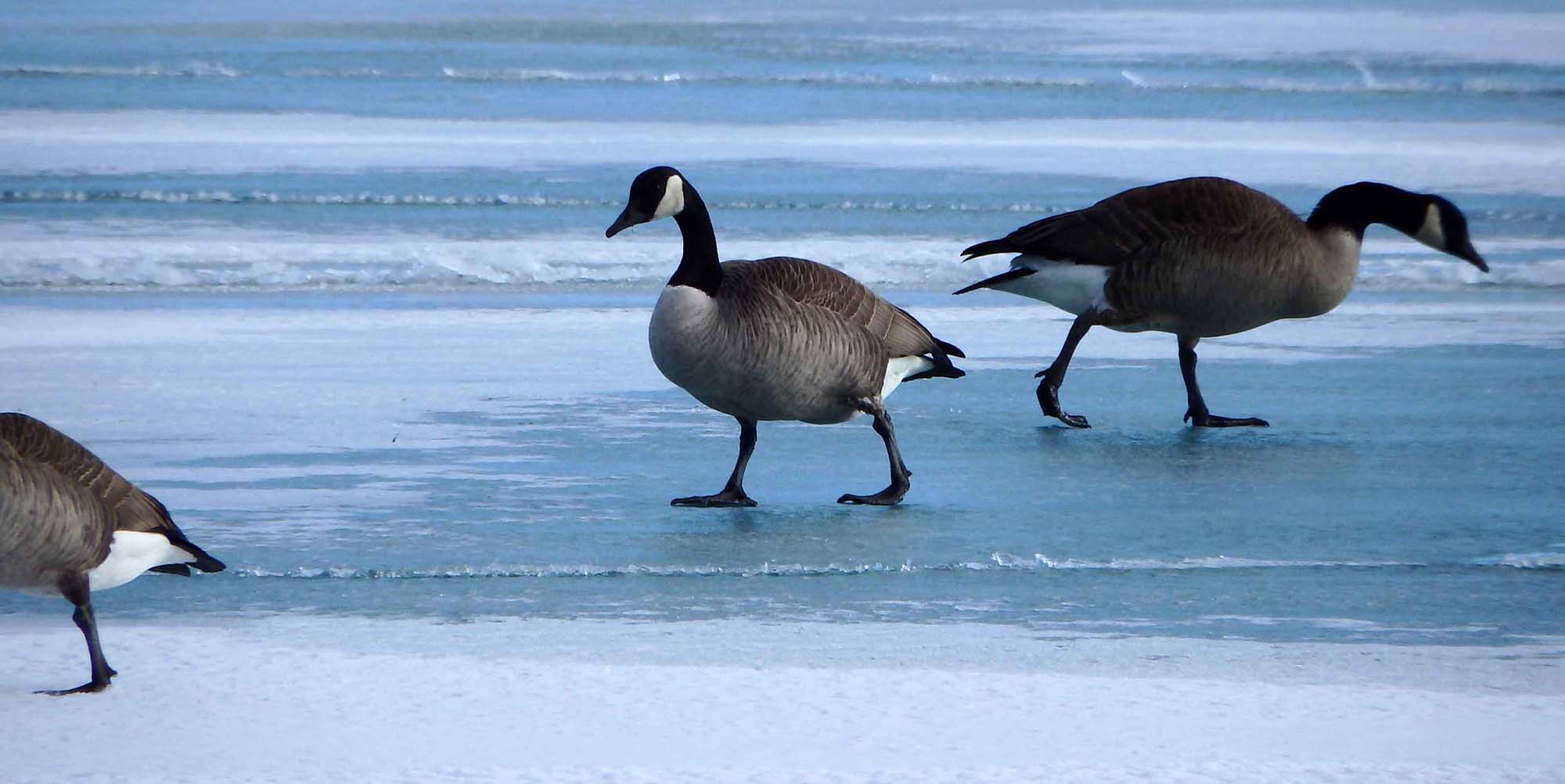Geese on Chicago's lakefront in winter