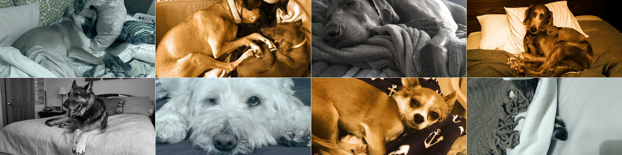 collage fo dogs