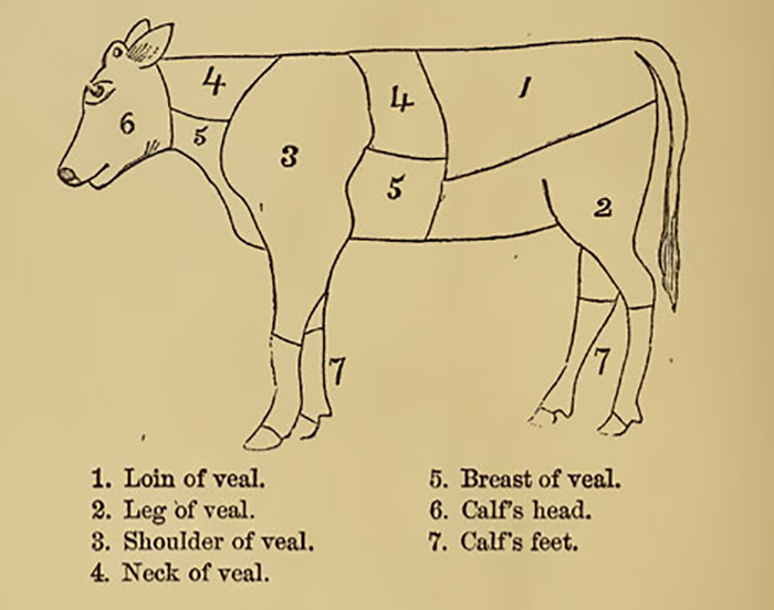 Figure showing cuts of met from veal calf