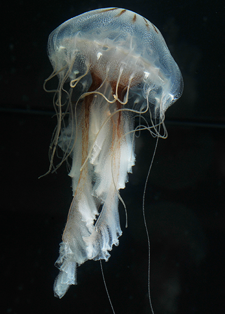 A lion’s mane jellyfish.