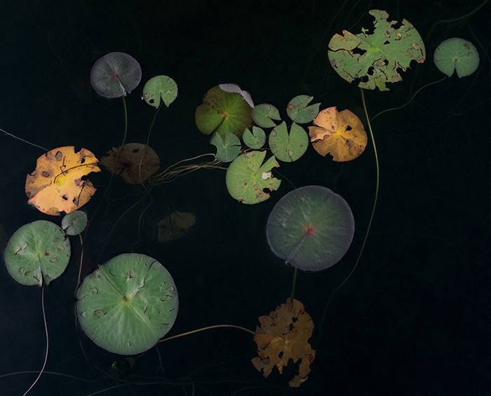 Photo of lilly pads