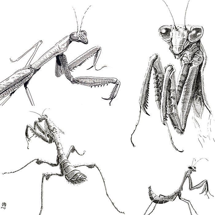 Praying mantis sketches