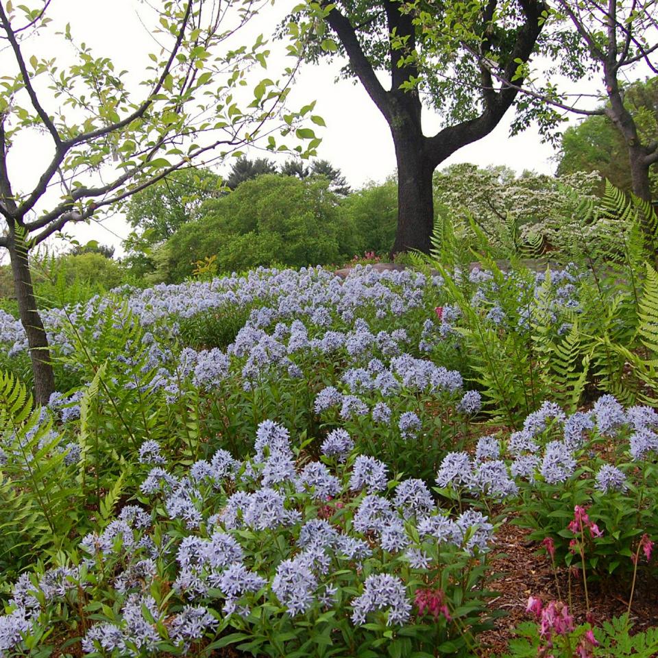Native Plant Garden at NY Botanic Garden