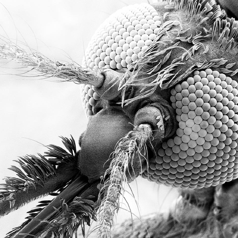 An electron microscope image of a mosquito