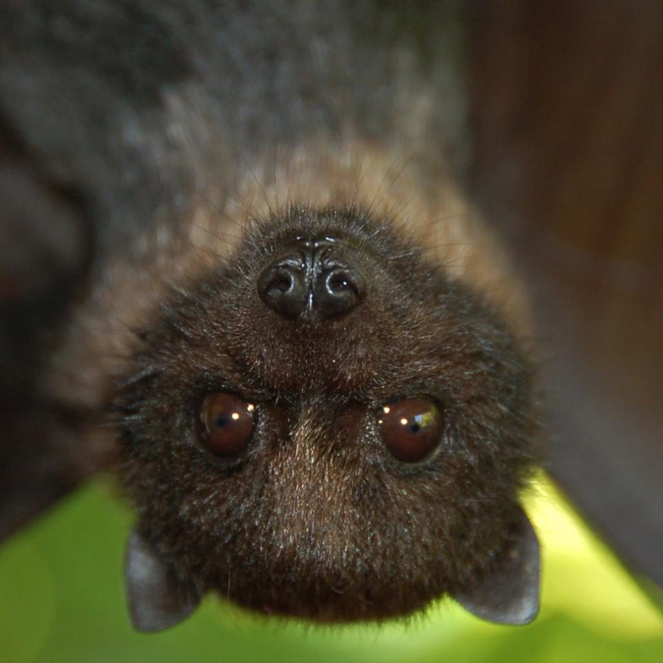 A juvenile Mariana fruit bat 