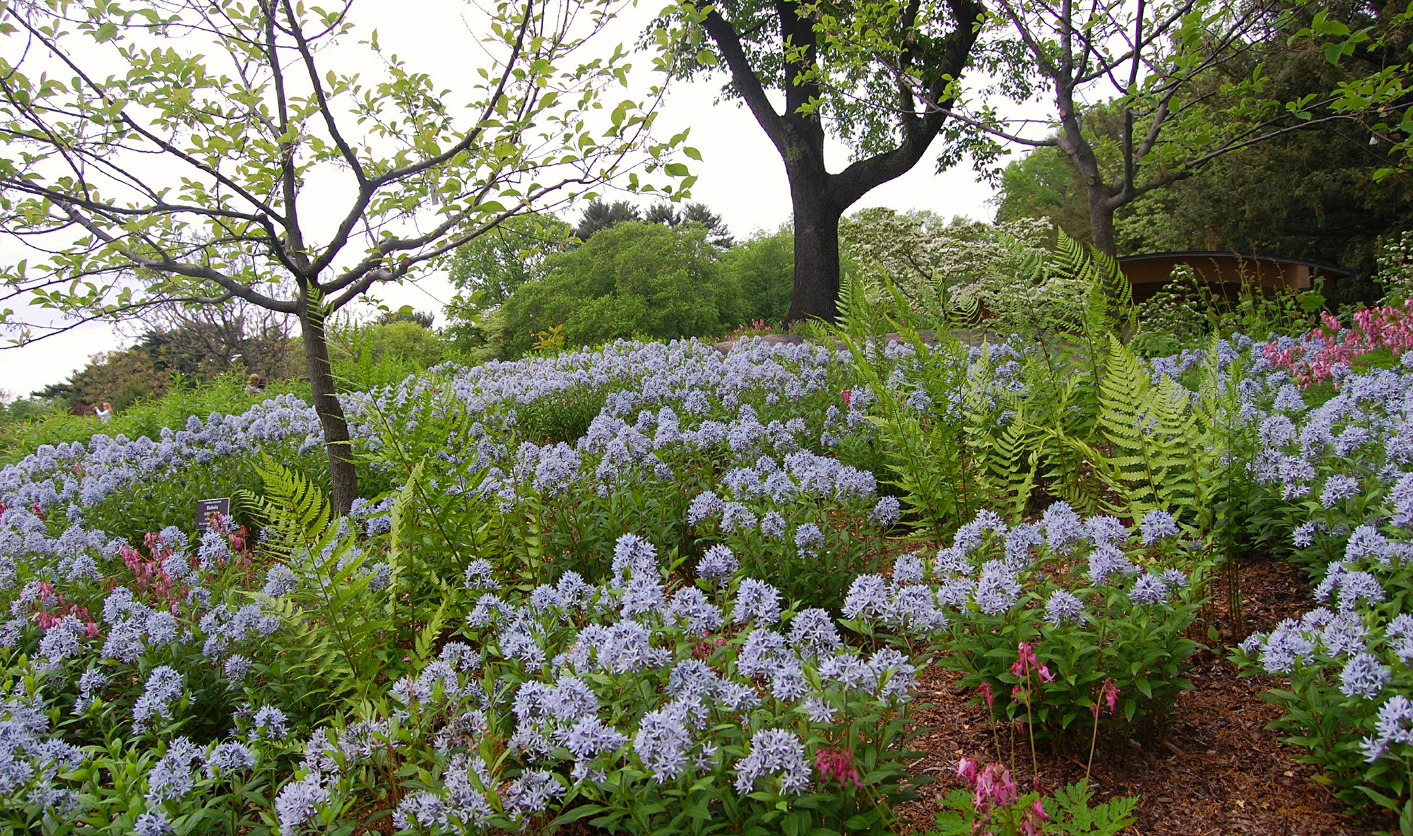 Native Plant Garden at NY Botanic Garden