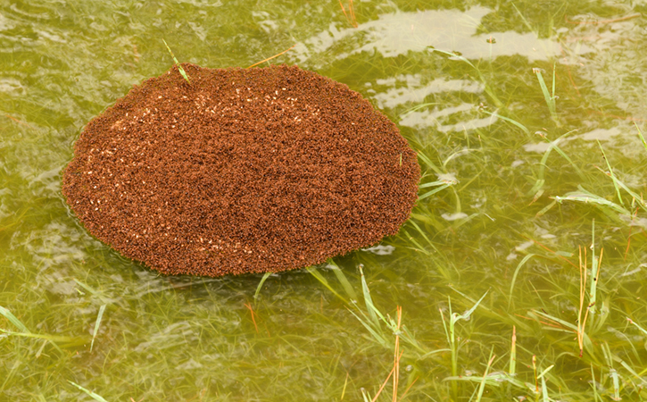 Floating fire ants colony