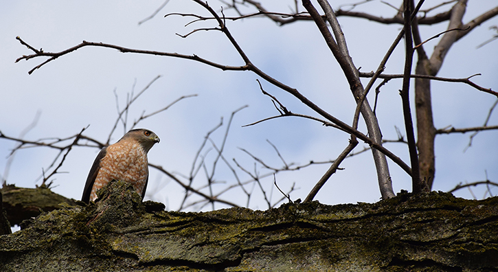 A Cooper’s hawk on the quad