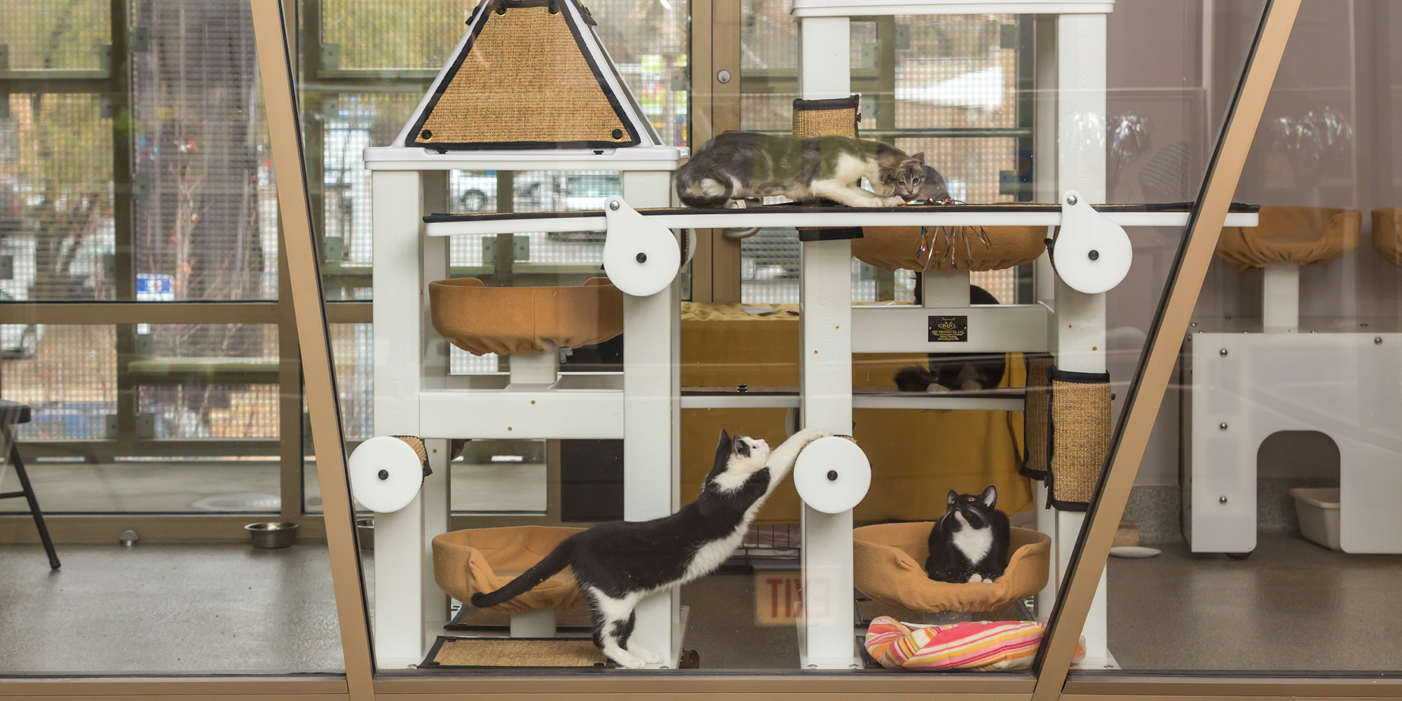 At Tree House Humane Society Raissa Allaire Is Top Cat The University Of Chicago Magazine