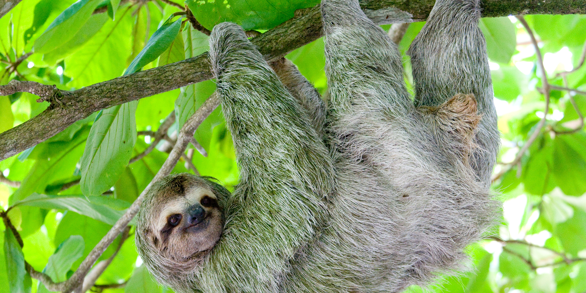 The Sloth Family Tree Looks Different Than We Thought The University Of Chicago Magazine