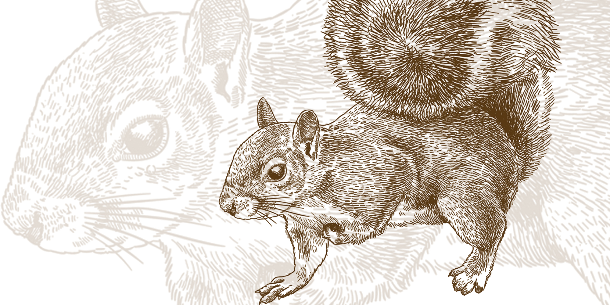 Illustration of a squirrel