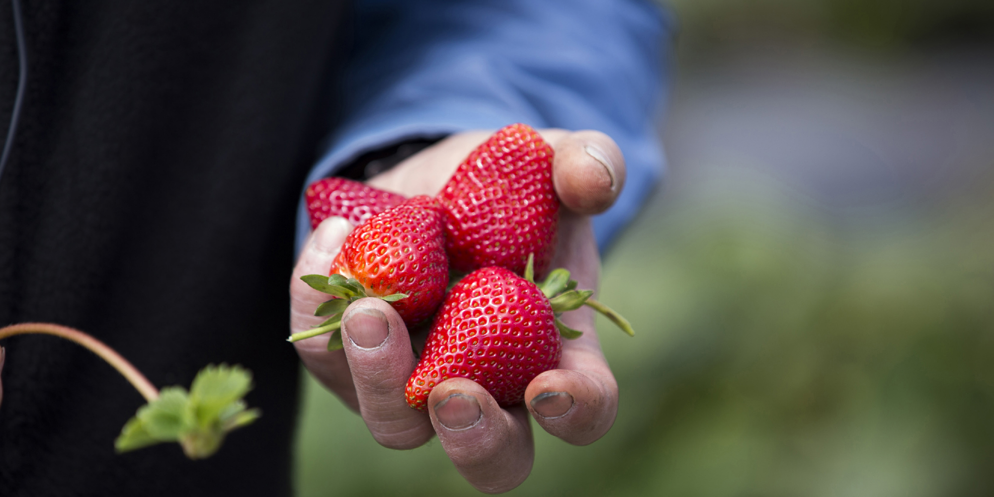 Handful of strawberries