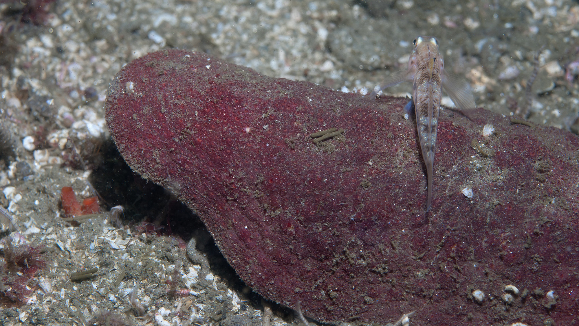 Gumboot Chiton