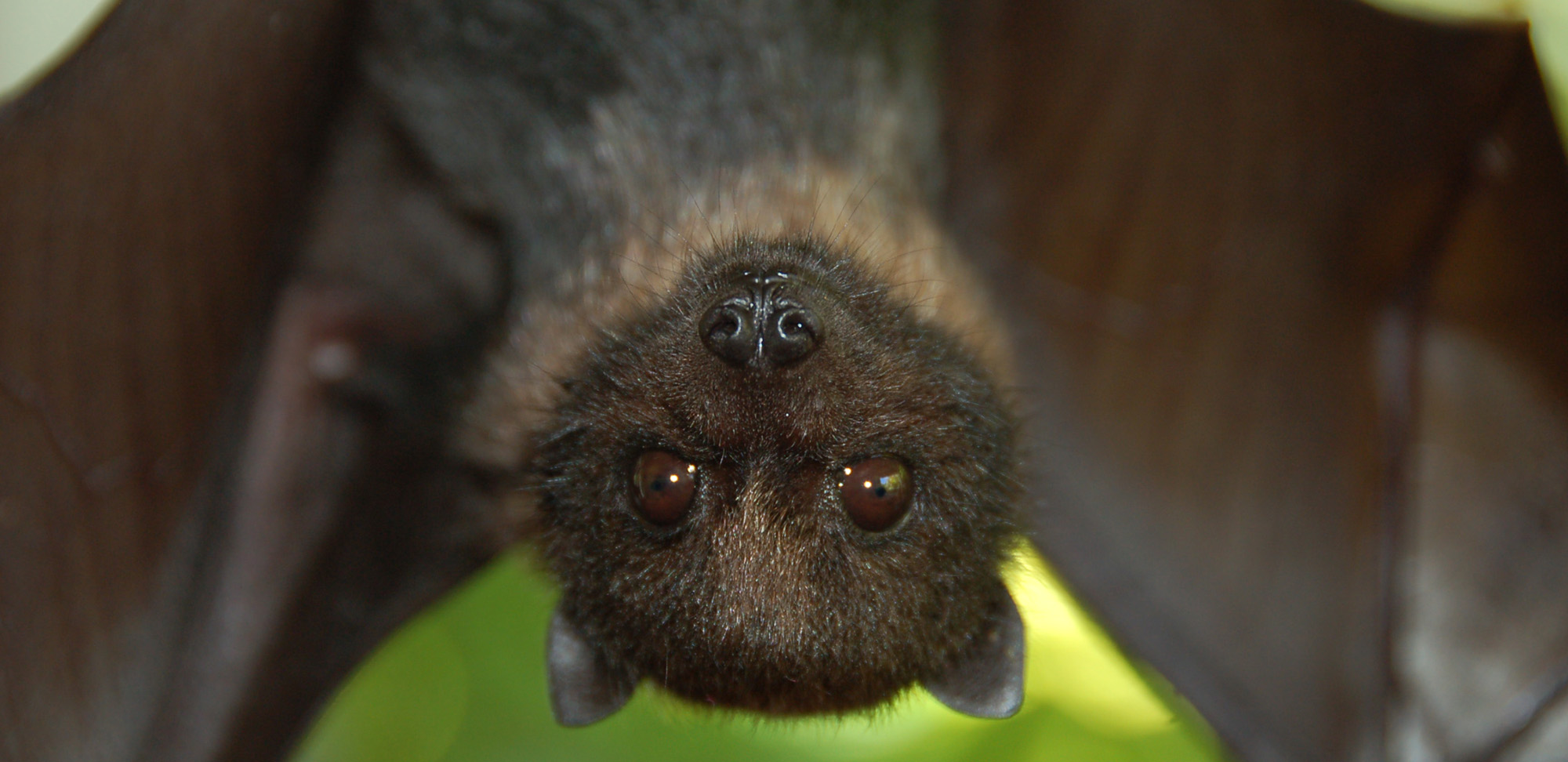 A juvenile Mariana fruit bat 
