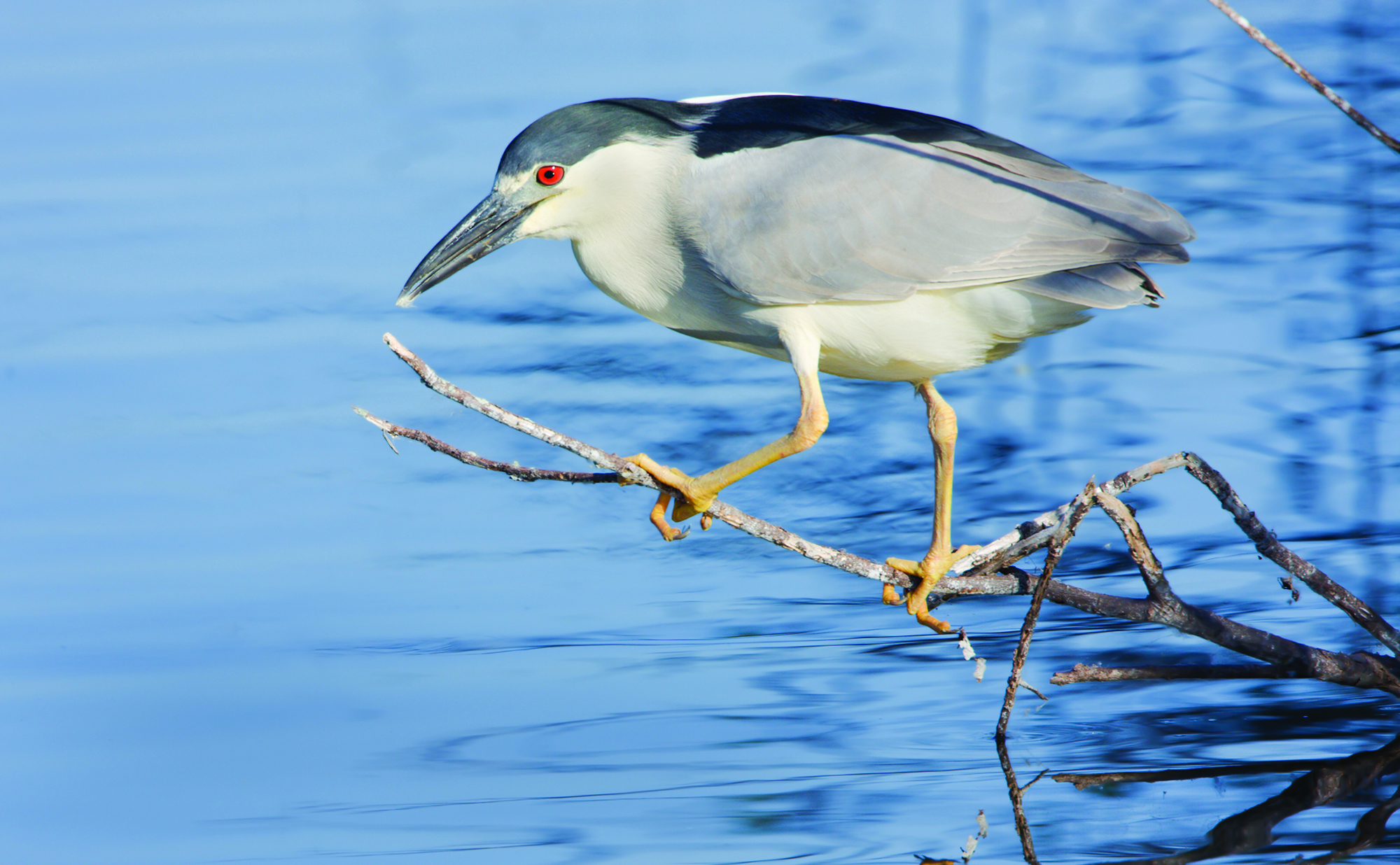 Black-crowned night heron