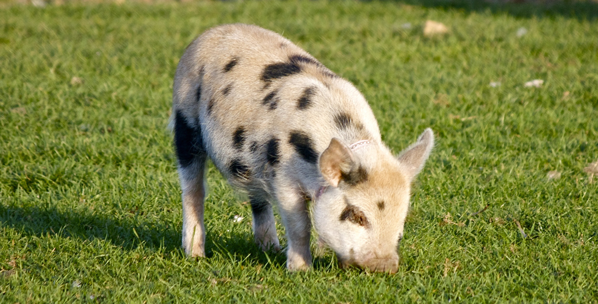 Baby pig on grass