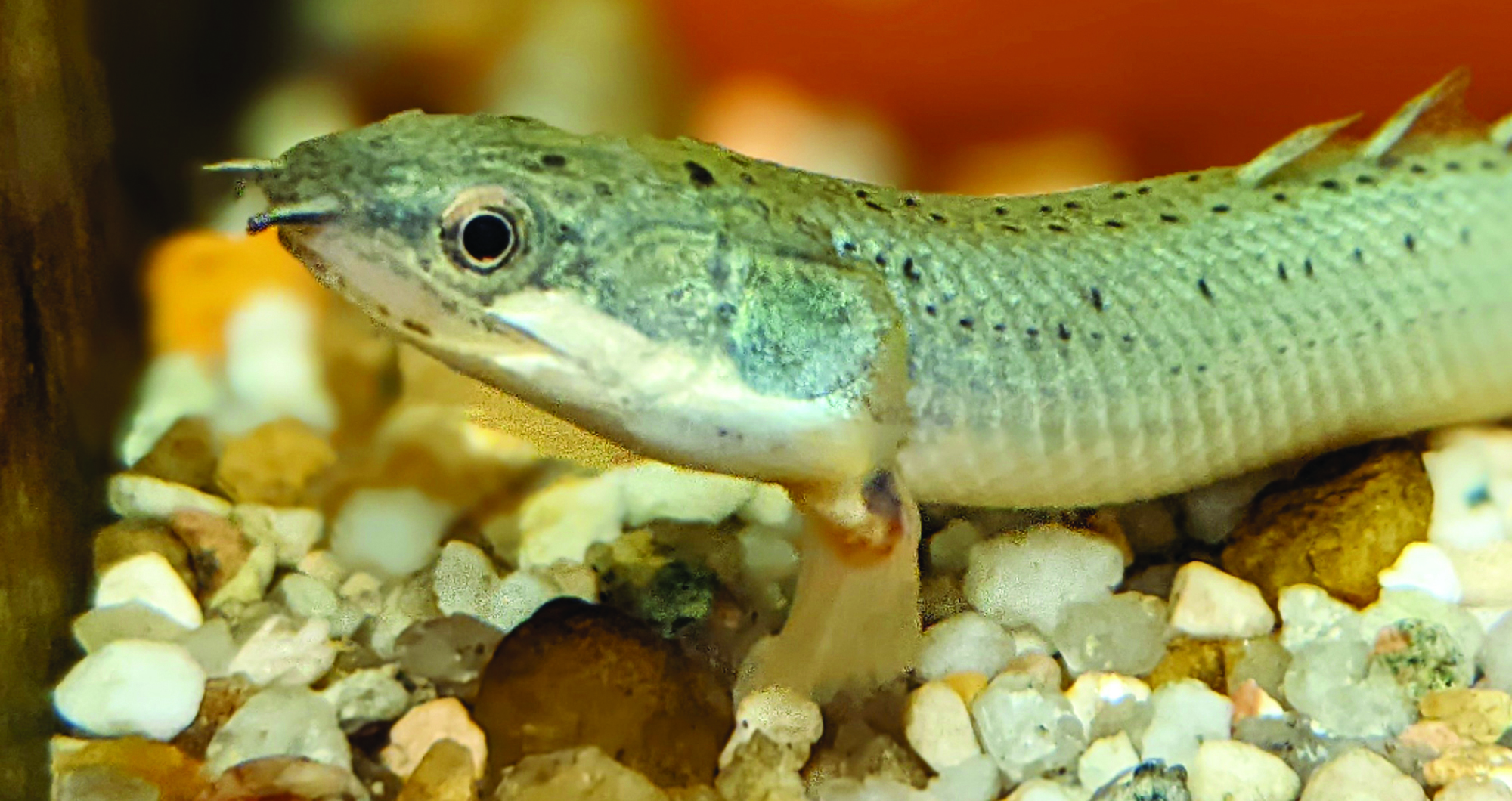 Polypterus in a tank with pebbles on the bottom