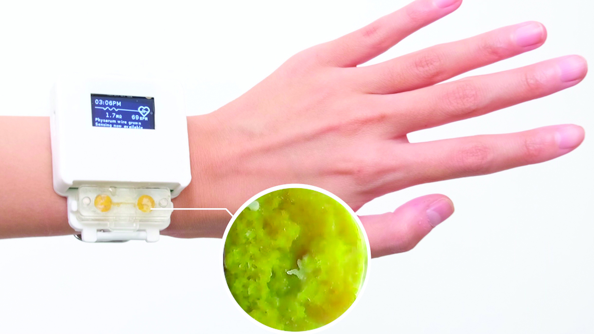The Human Computer Integration Lab's smartwatch that is activated by slime mold