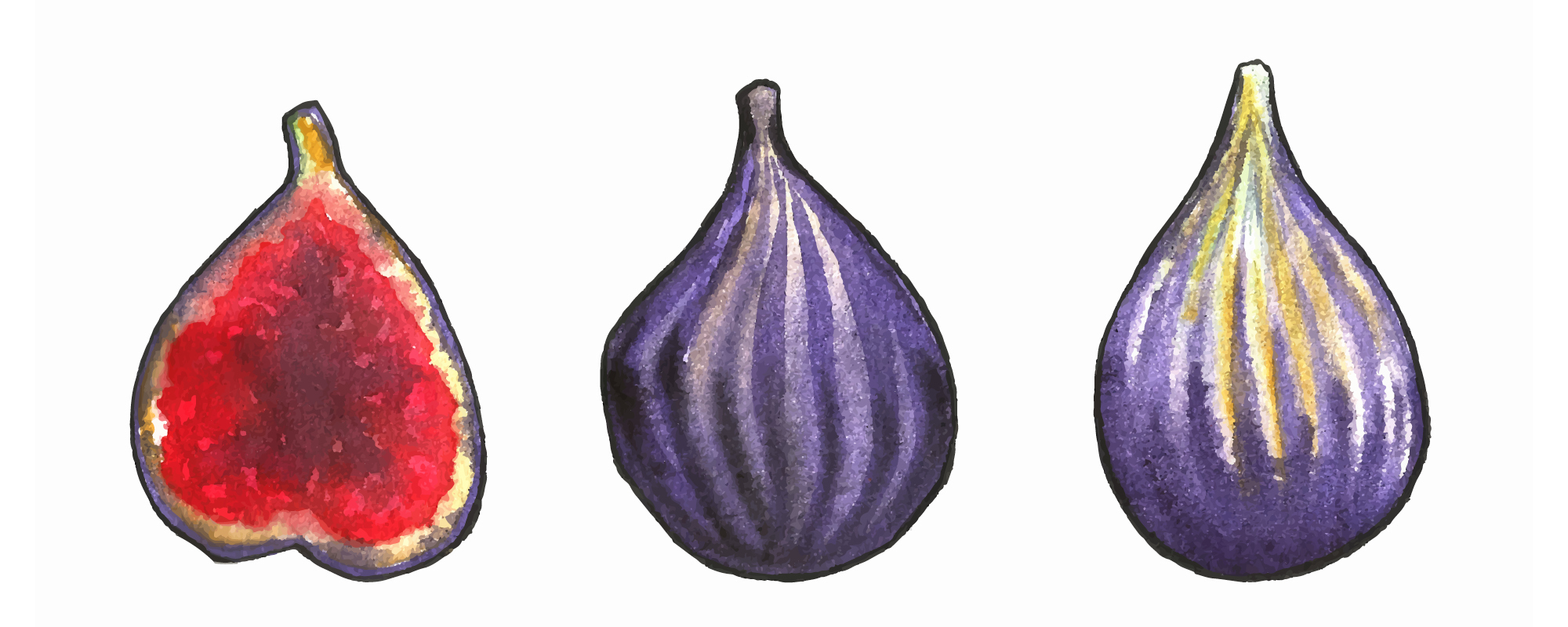 Watercolor illustration of figs.