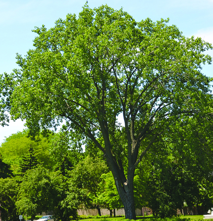 Eastern cotonwood tree (Populus deltoids)