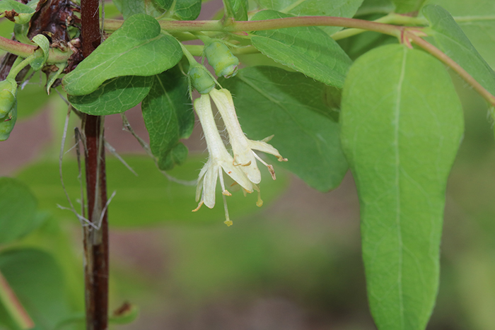 American fly honeysuckle (Lonicera canadensis)