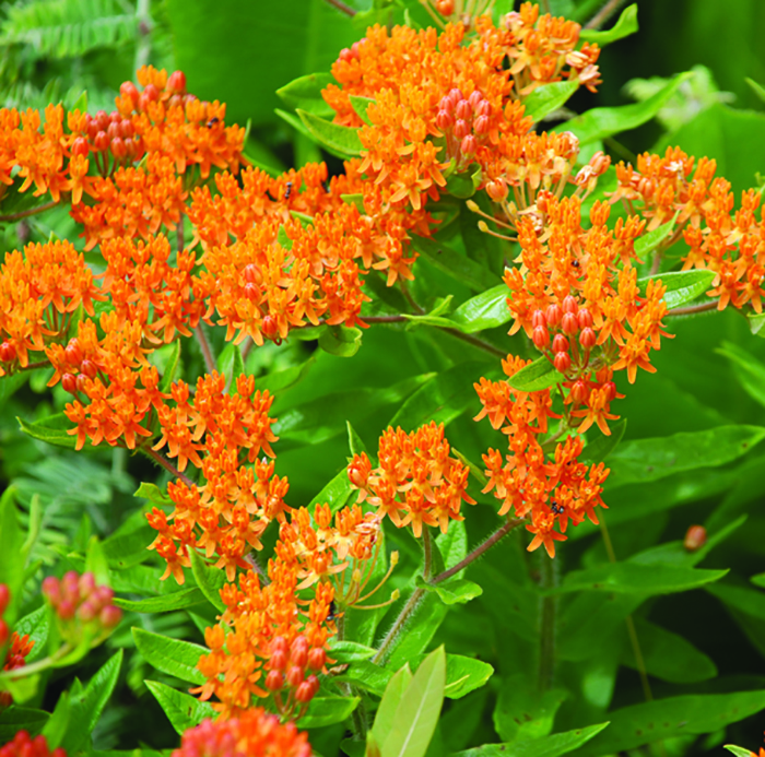 Orange butterfly Milkweed (Asclepias tuberosa)