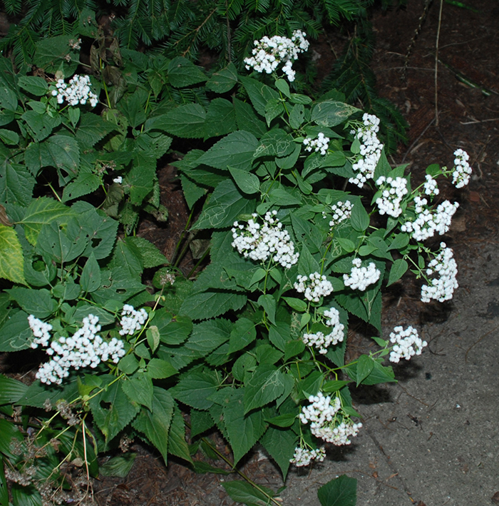 White snakeroot (Eupatorium rugosum) 