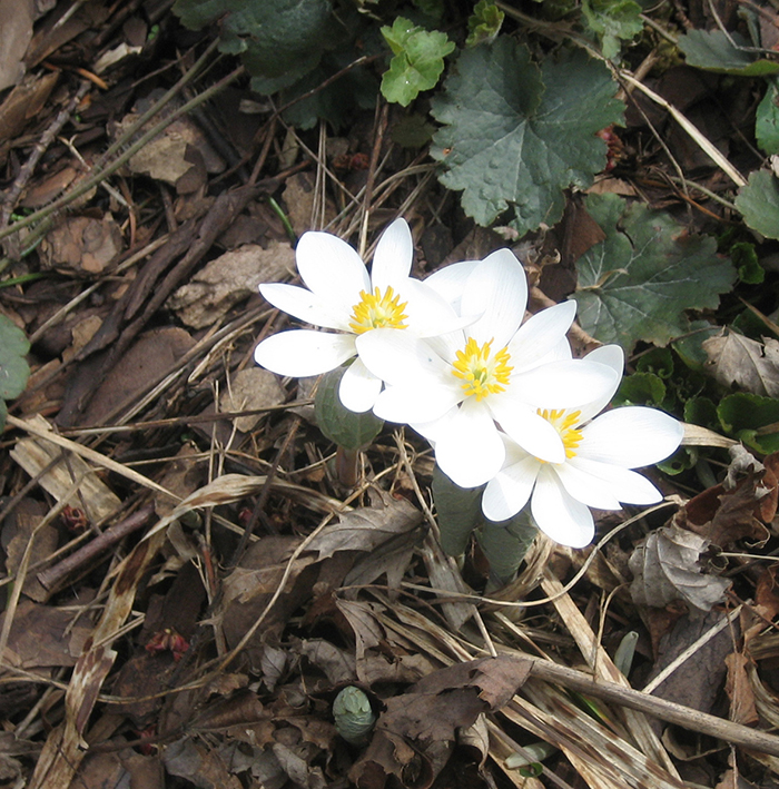 bloodroot (Sanguinaria canadensis) 