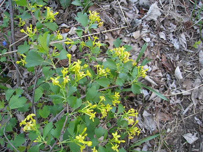 Clove currant (Ribes odoratum) 