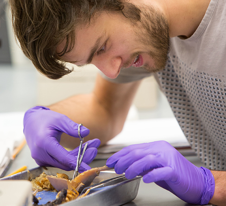 Student dissects a specimen.