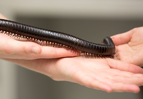 LaBarbera's pet millipede.