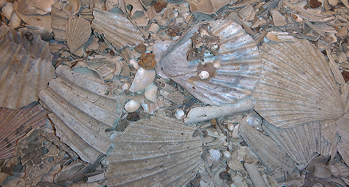 Scallop shells from the coast of Southern California