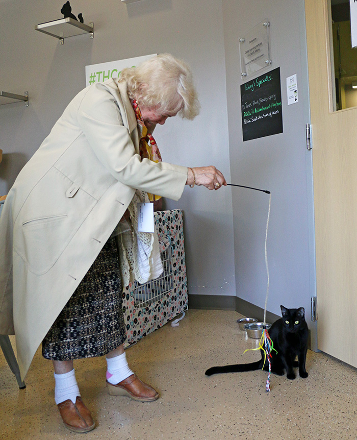 A cafe guest plays with Dr. Jones, a cat at Tree House Humane Society