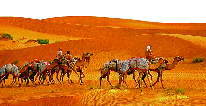 Camel racetrack