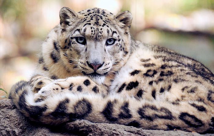 Photograph of a snow leopard