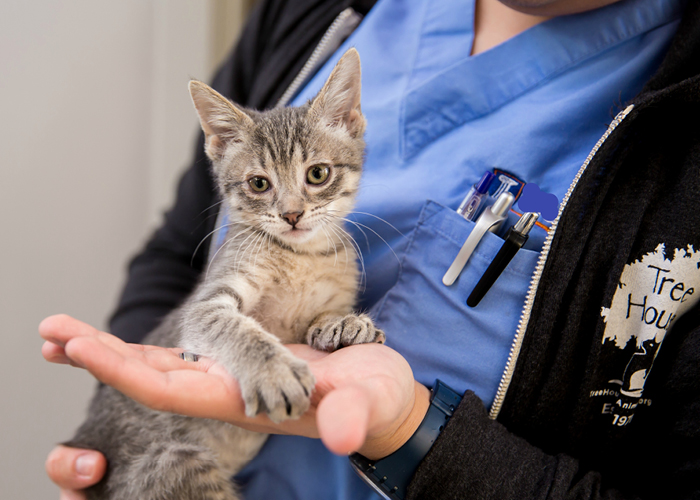 A kitten at Tree House Humane Society