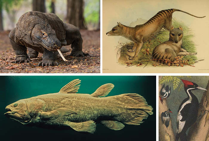 Komodo dragon, Tasmanian tiger, coelacanth, ivory-billed woodpecker