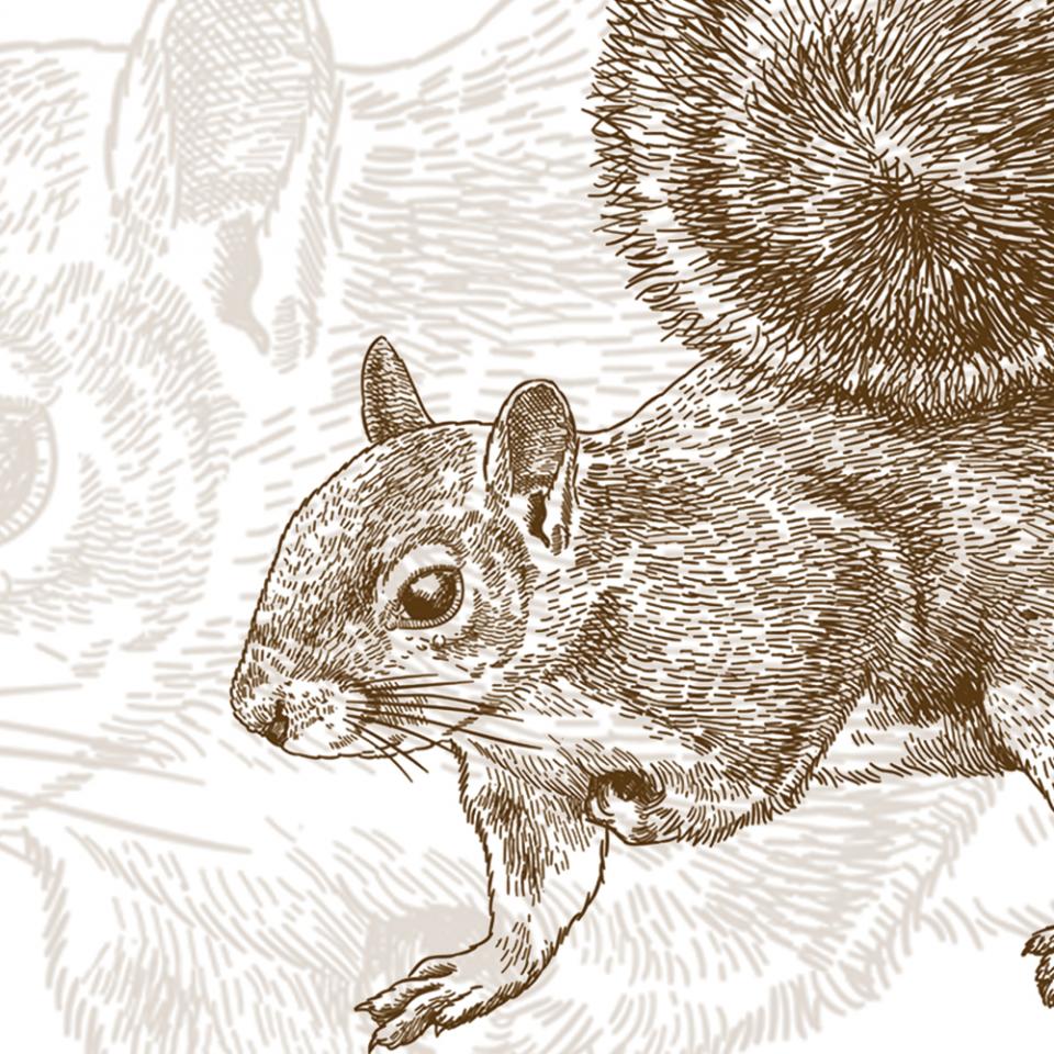 Illustration of a squirrel
