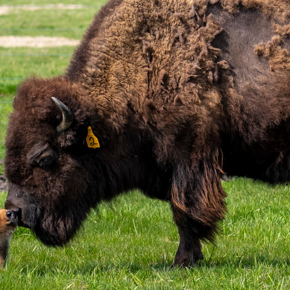 Buffalo mom and baby