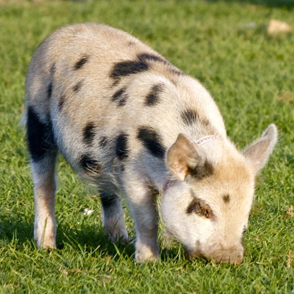Baby pig on grass