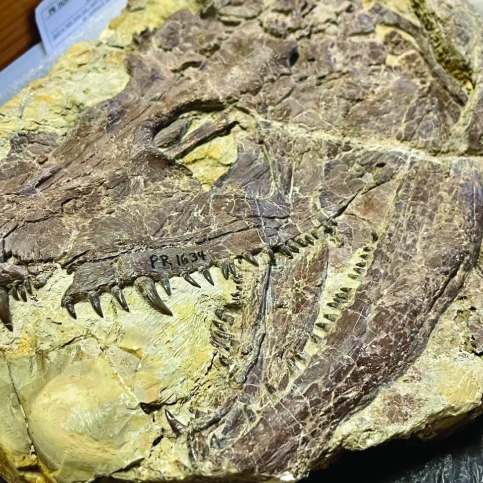 Whatcheeria skull fossil