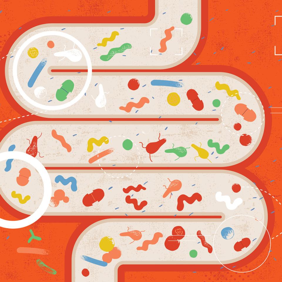 An illustrator's colorful rendering of the gut microbiome.