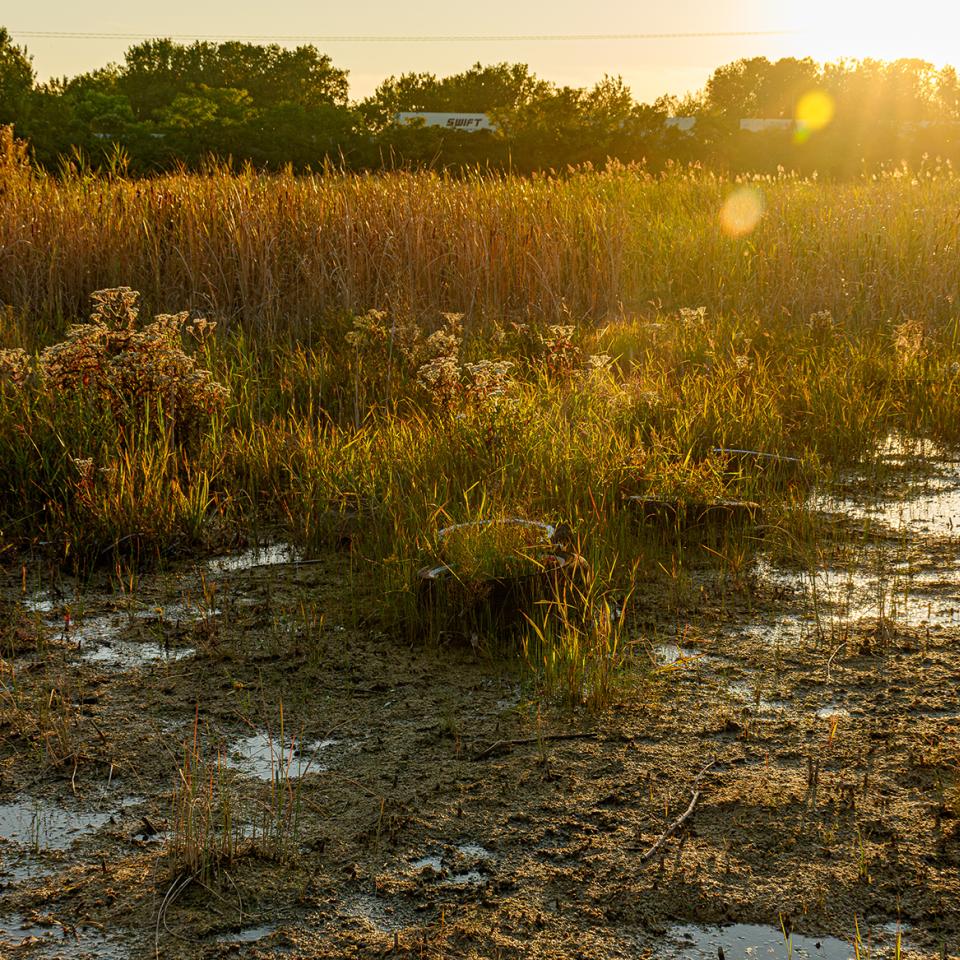 This image shows a former brownfield now nature area at sunset. The ground in the foreground is muddy with shallow pools of water, sparse grasses, and low vegetation. Farther back there are taller grasses and reeds, many catching the warm golden light. At the back are trees and, behind them, trailers or trucks partially visible. The sun is low on the horizon to the upper right, creating lens flare and a warm golden tone across the scene.